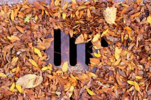 leaves on a drainage