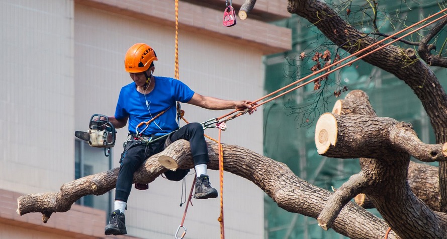 man on tree