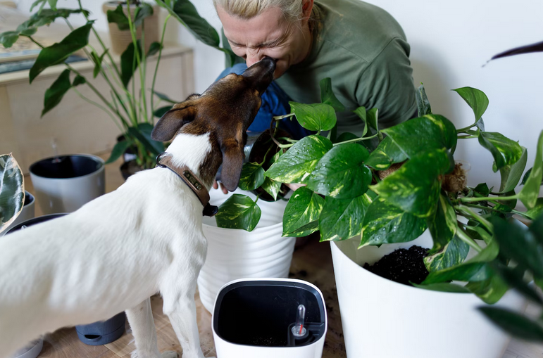 Pet-Friendly Plants: Adding Greenery Without Worrying About Pet Poisoning post thumbnail image